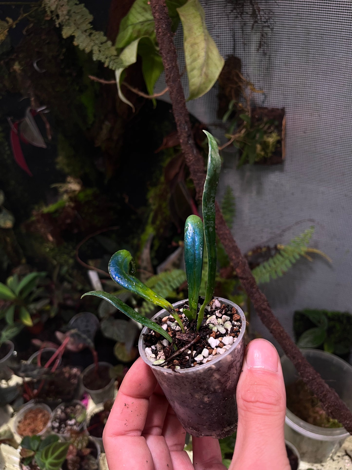 Microsorum thailandicum