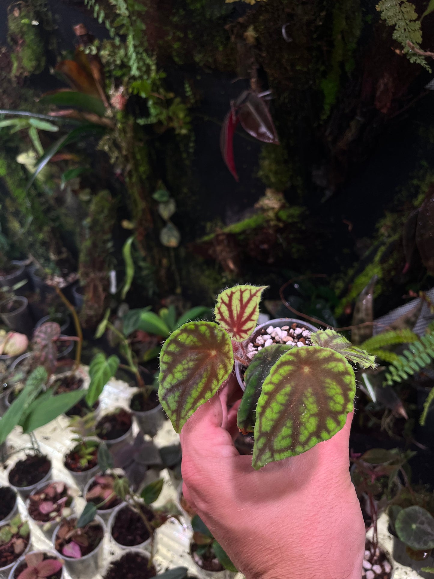 Bégonia quadrillata