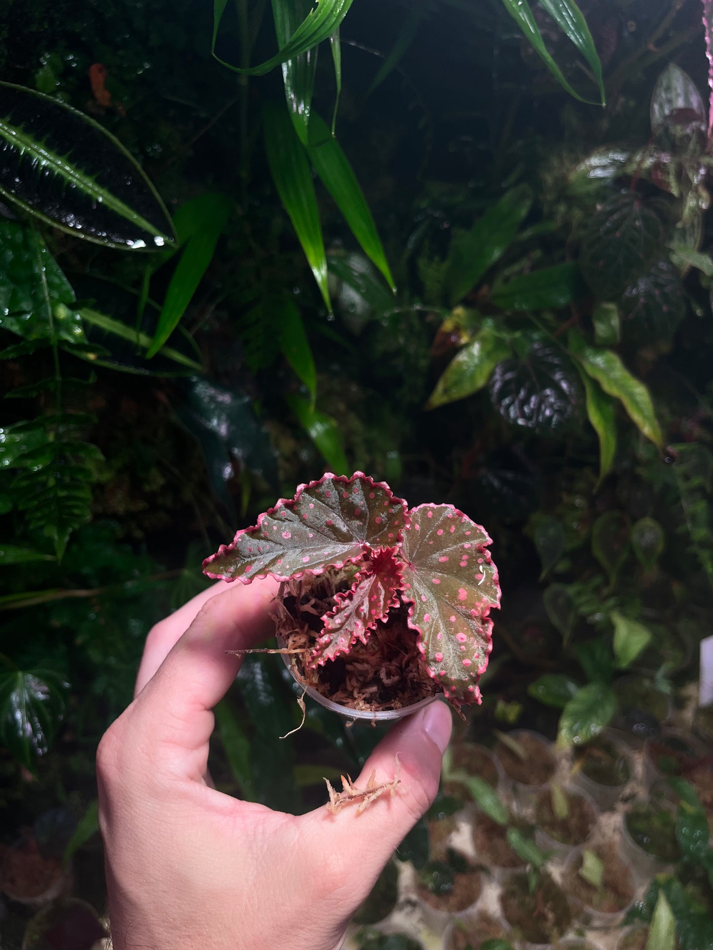 Bégonia darthvaderiana x negroensis