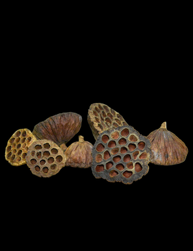 COSSES DE LOTUS (lot de 3 cosses 4-6 cm).