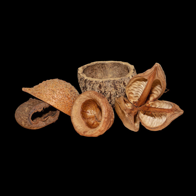 KIT GOUSSES AMAZONIENNES