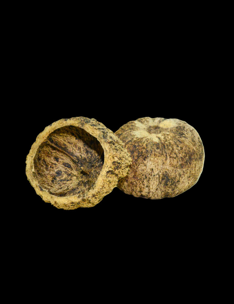 GOUSSE DE NOIX D'OURIÇO