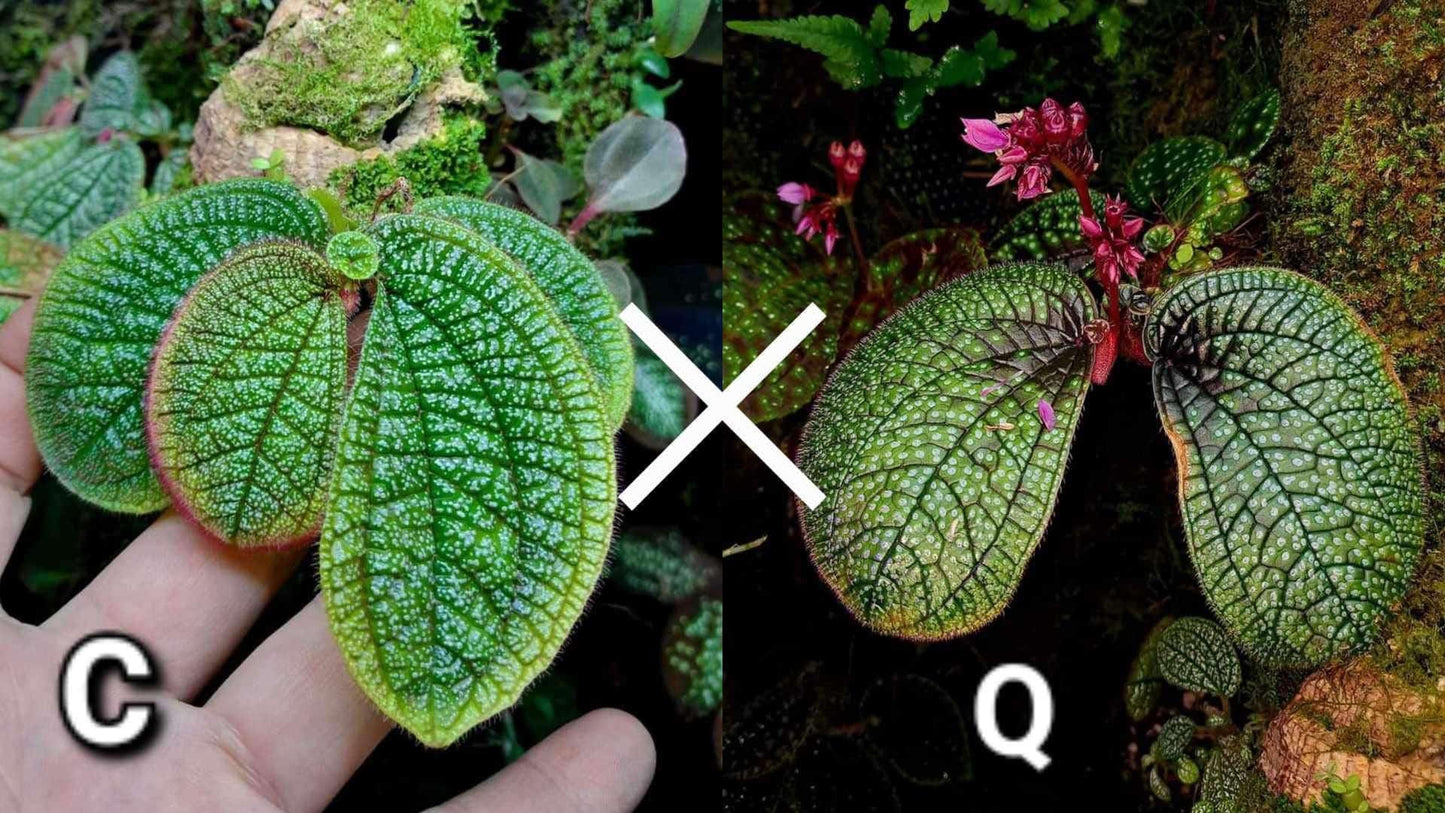 Sonerila-Samen (C x Q) x20Seeds