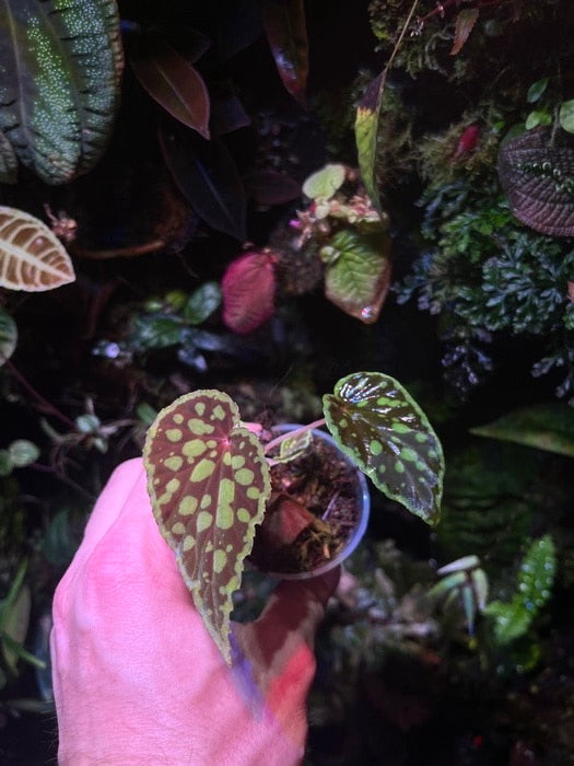 Begonia chlorosticta