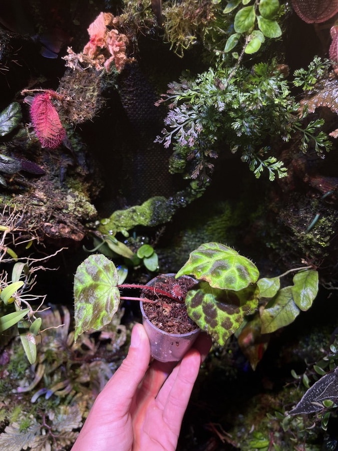 Begonie sp