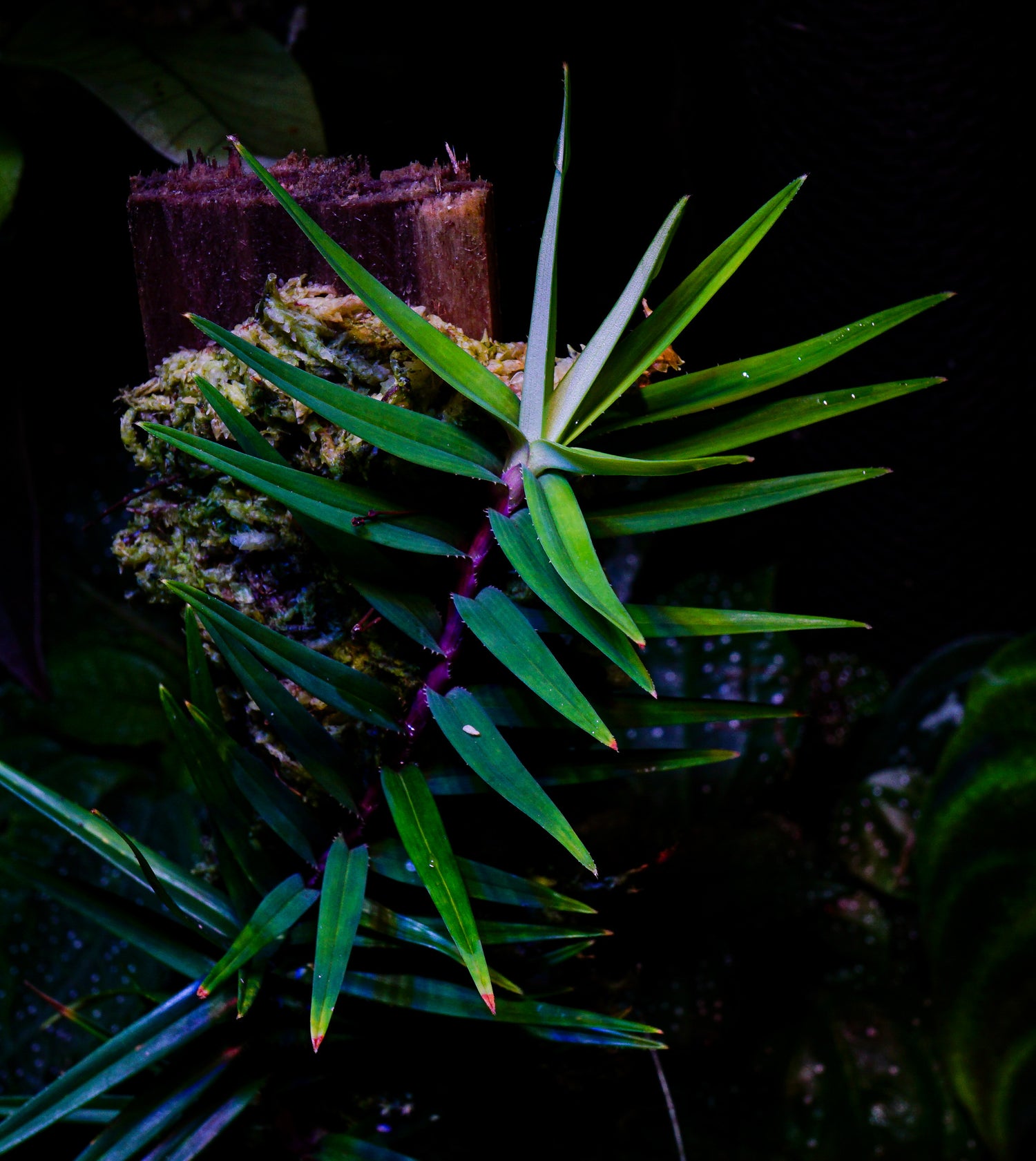 Plantes de Bornéo