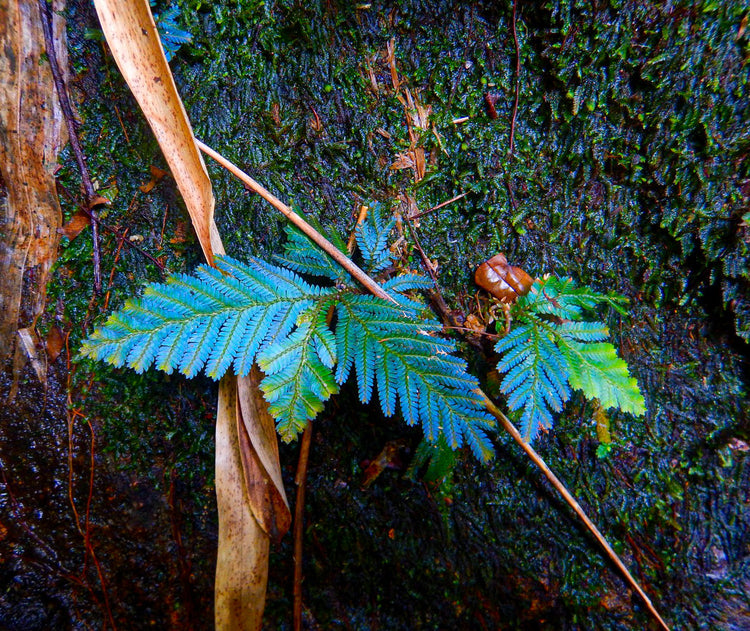 Plantes irridescentes