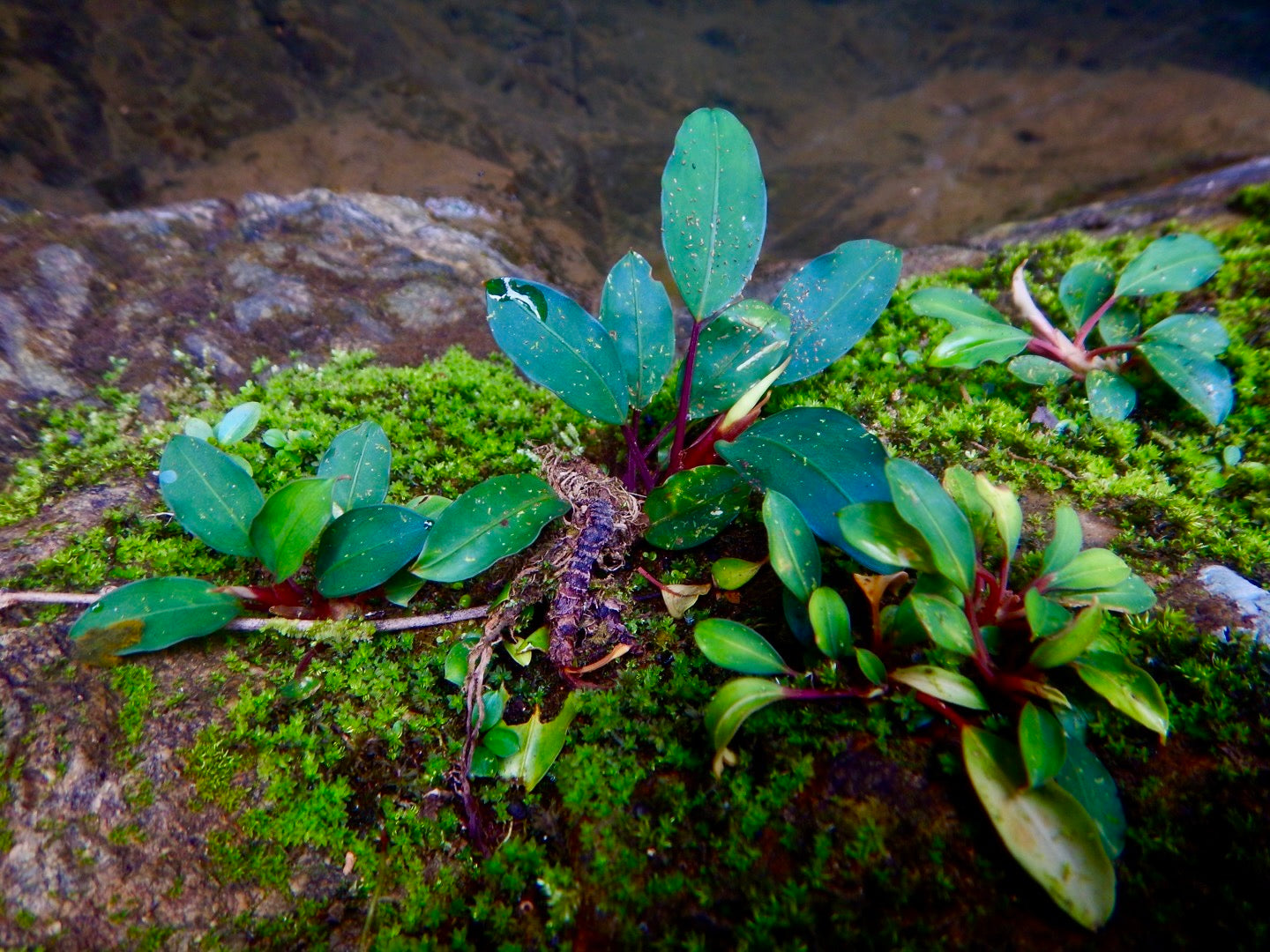 Plantes pour paludarium