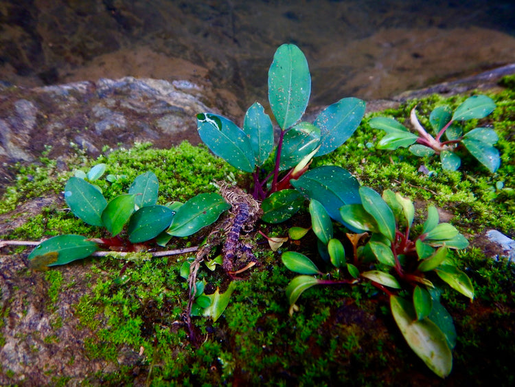 Plantes pour paludarium