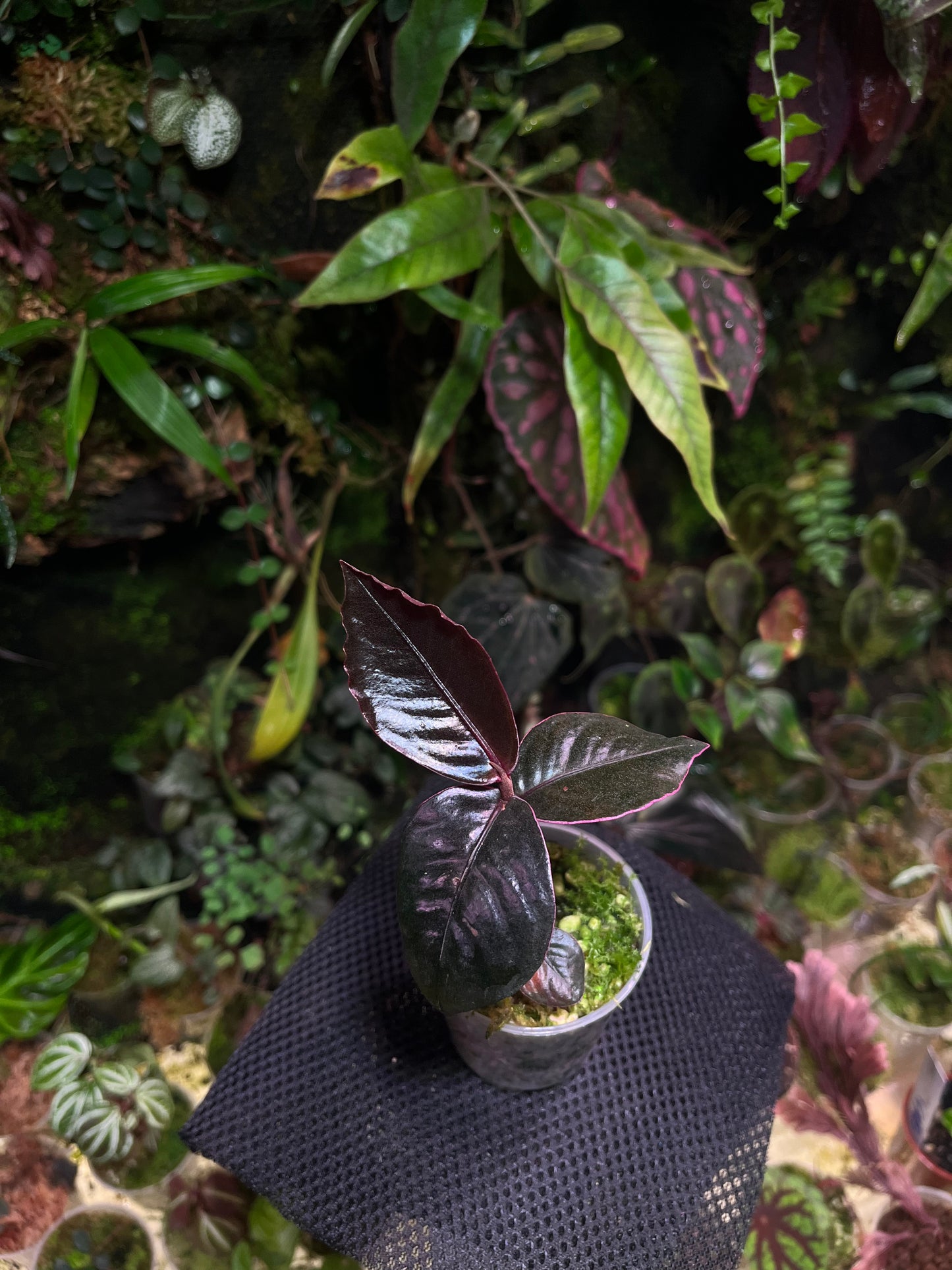 Labisia black