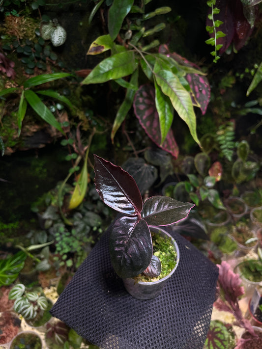 Labisia black
