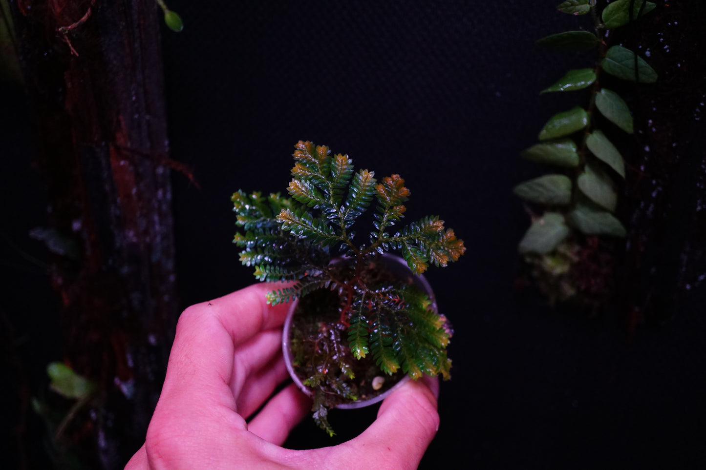 Selaginella hologram