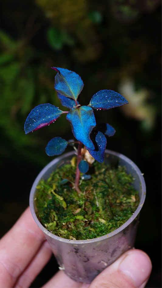 Sarcopyramis Sumatra ( parviflora )