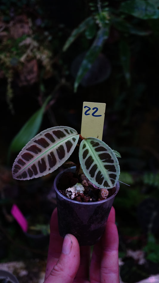 Emblemantha ( labisia ) N 22