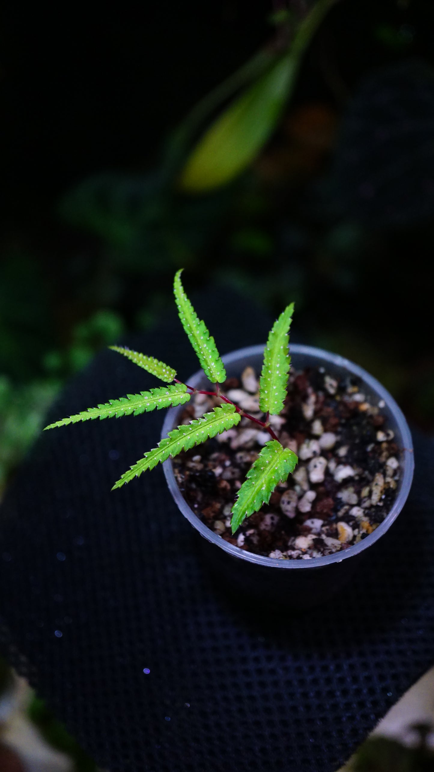 Begonia pteridiformis green