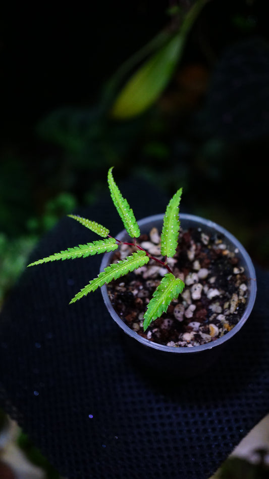 Begonia pteridiformis green