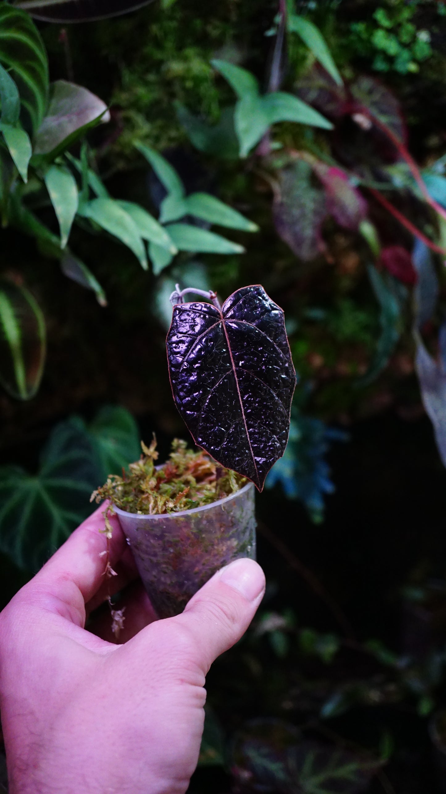 Pterisanthes sp Batman