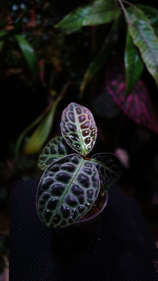 Emblemantha ( turtle back )