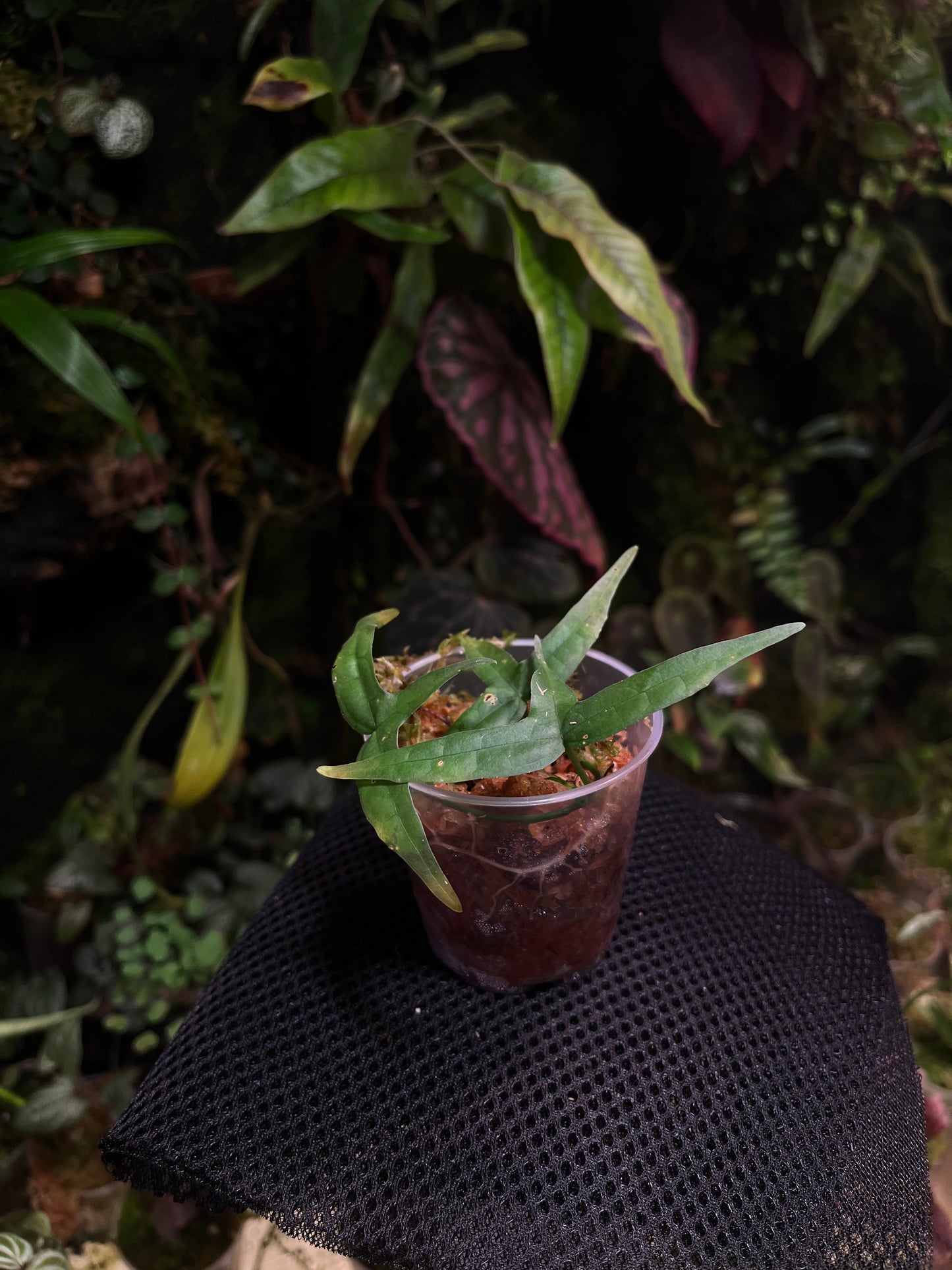 Adenia cordifolia