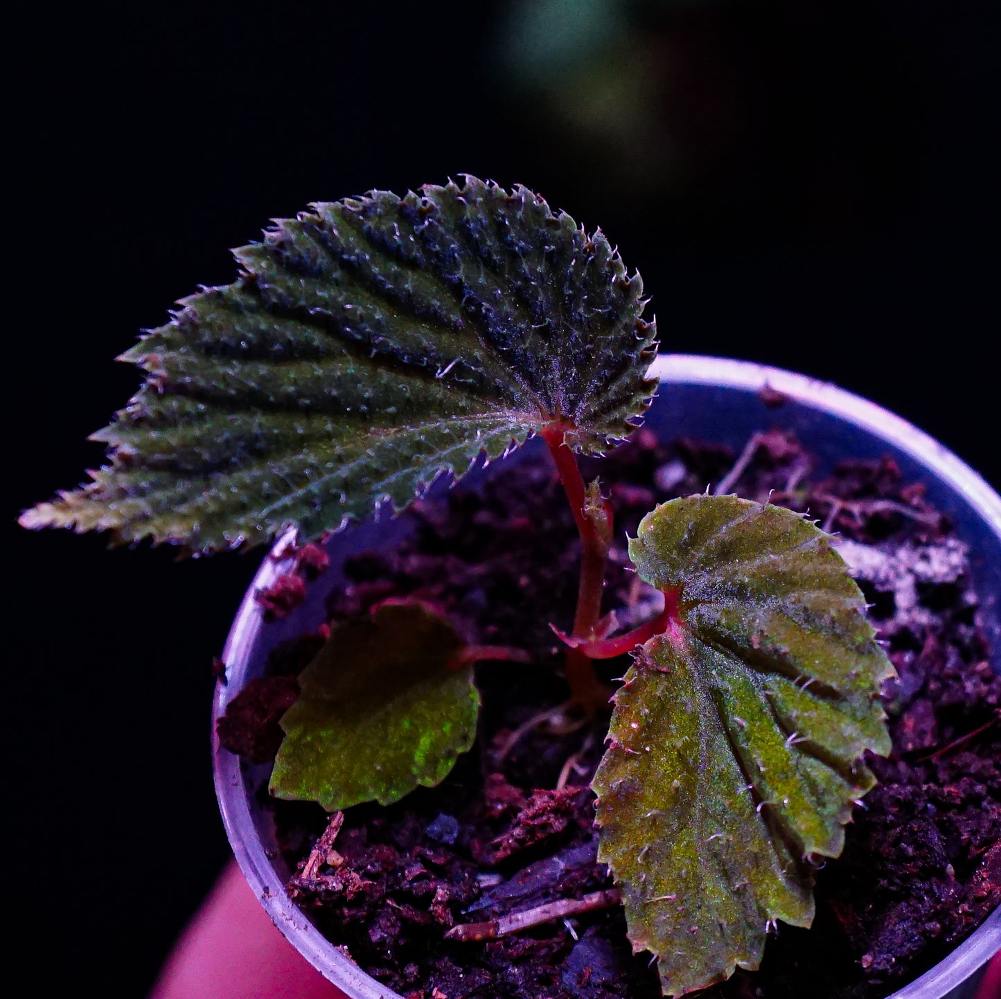 Begonia lambii dark