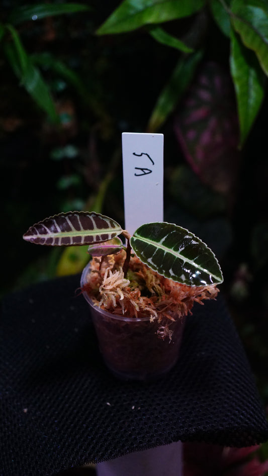Labisia 5 A