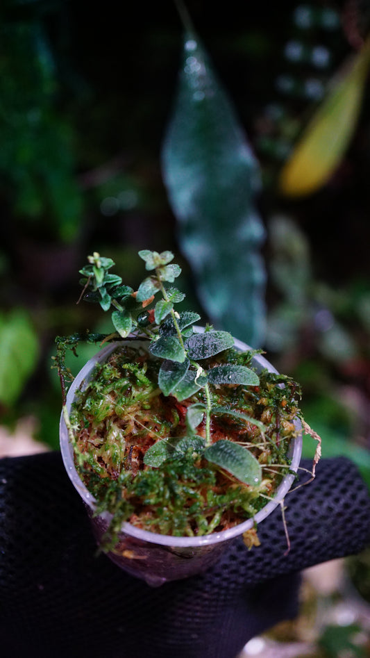 Micrechites Serpilifolia