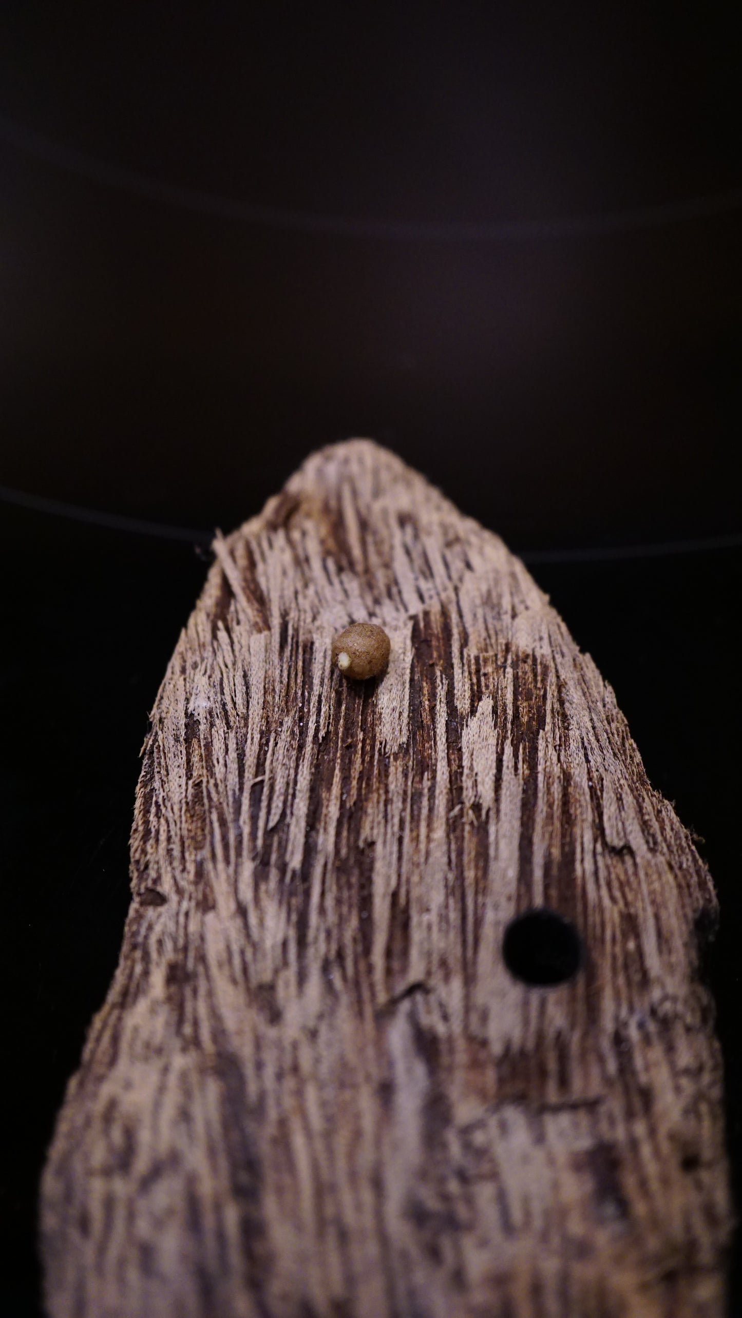 Corybas fornicatus ( bulbe 3-4mm )