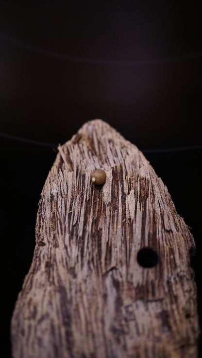 Corybas fornicatus ( bulbe 3-4mm )