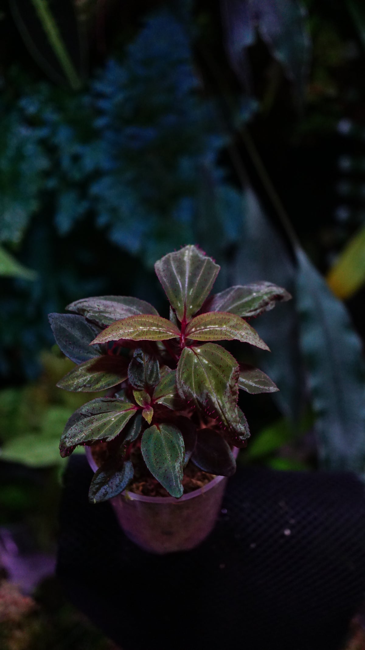 Sonerila sp