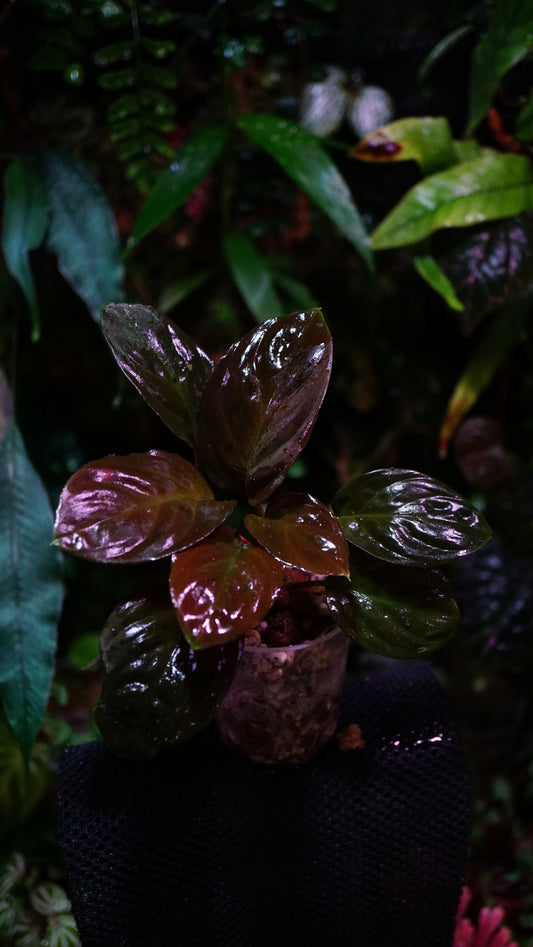 Homalomena humilis red