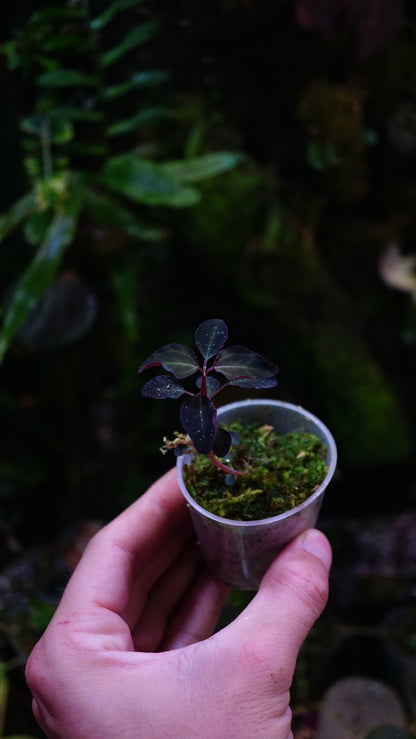 Sarcopyramis Sumatra ( parviflora )