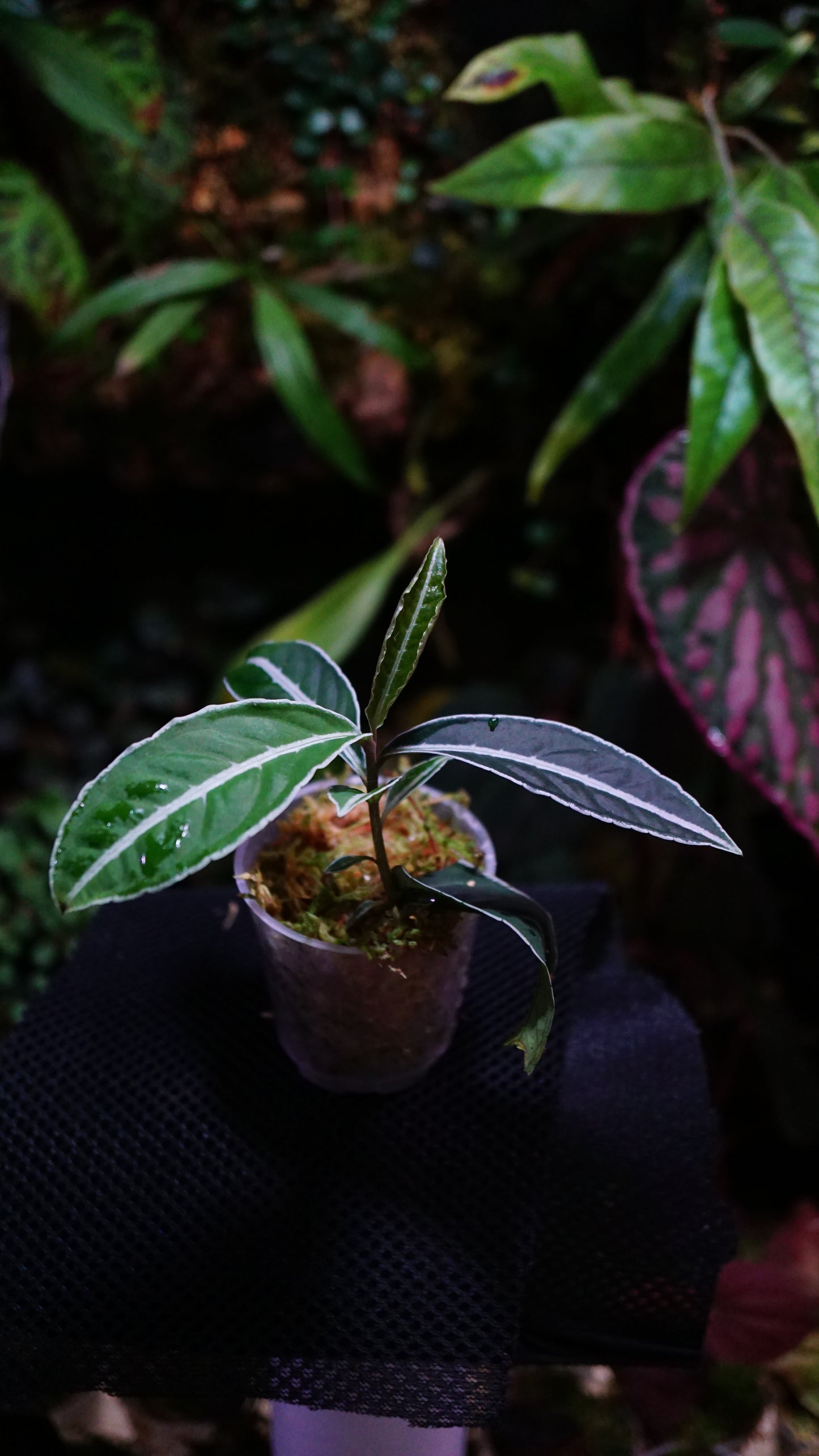 Labisia sp