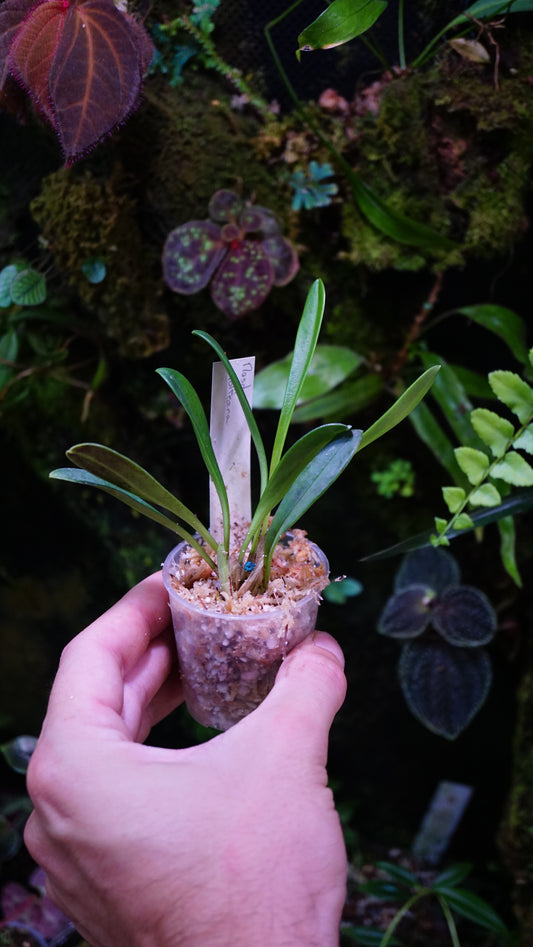 Masdevallia rolfeana