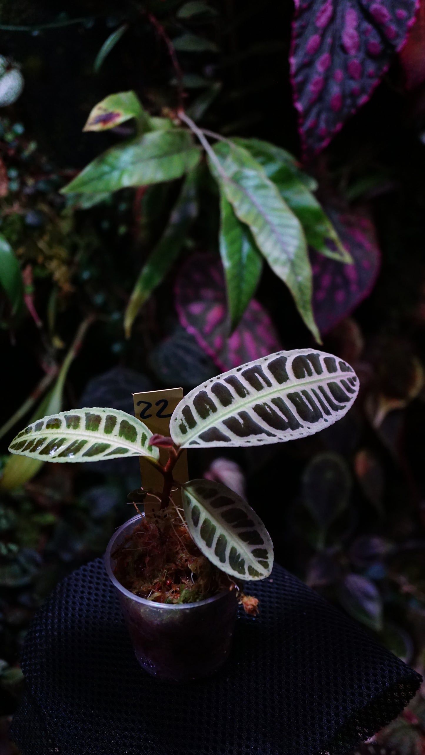 Emblemantha ( labisia )