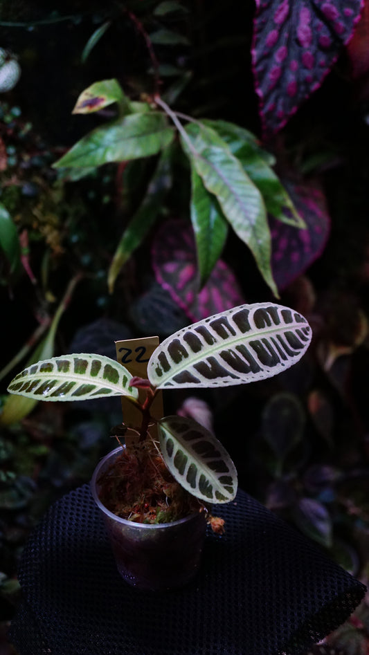 Emblemantha (labisia) N 3