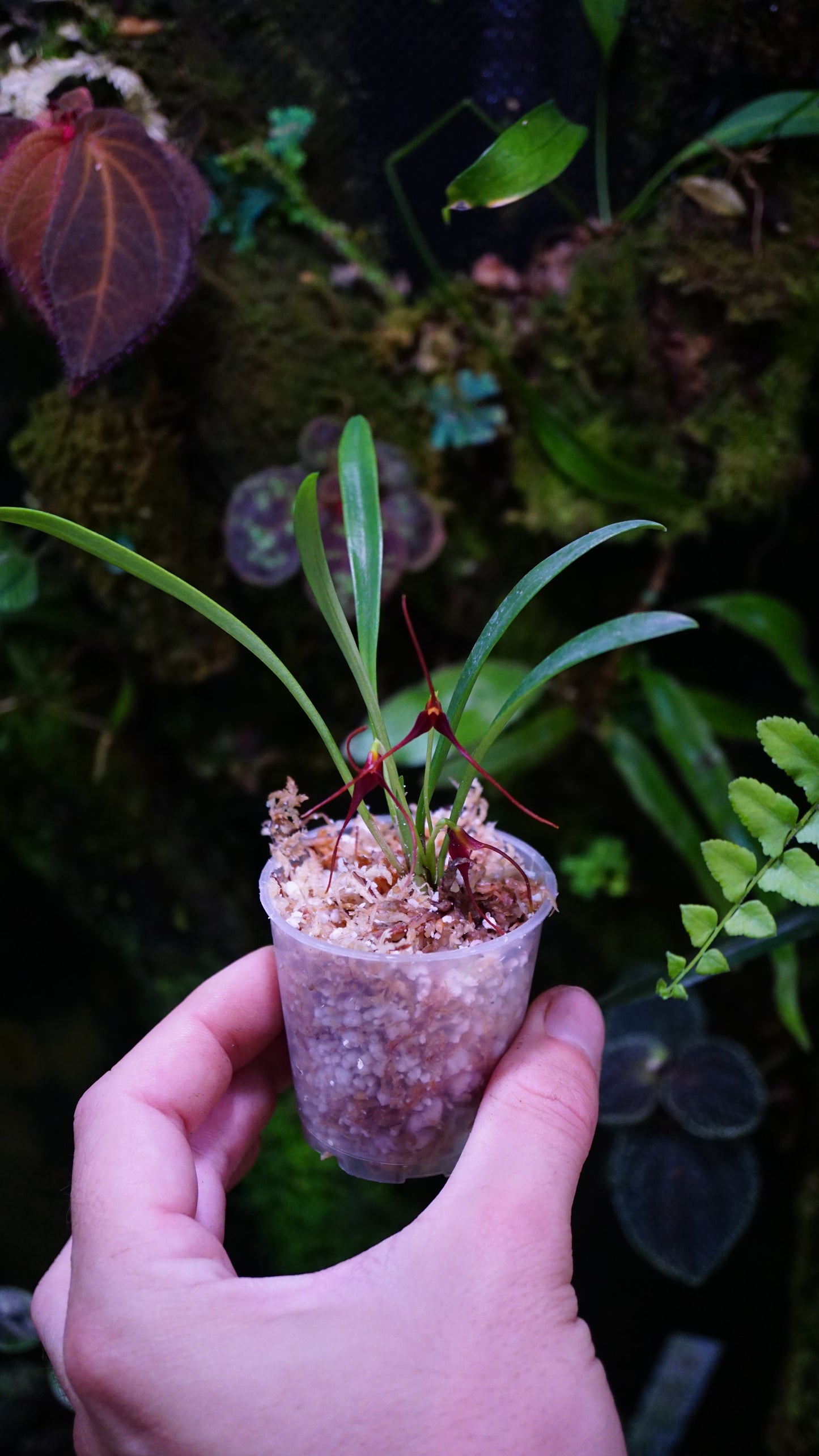 Masdevalia harredurae