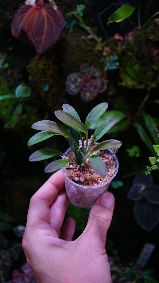 Masdevalia nidifica