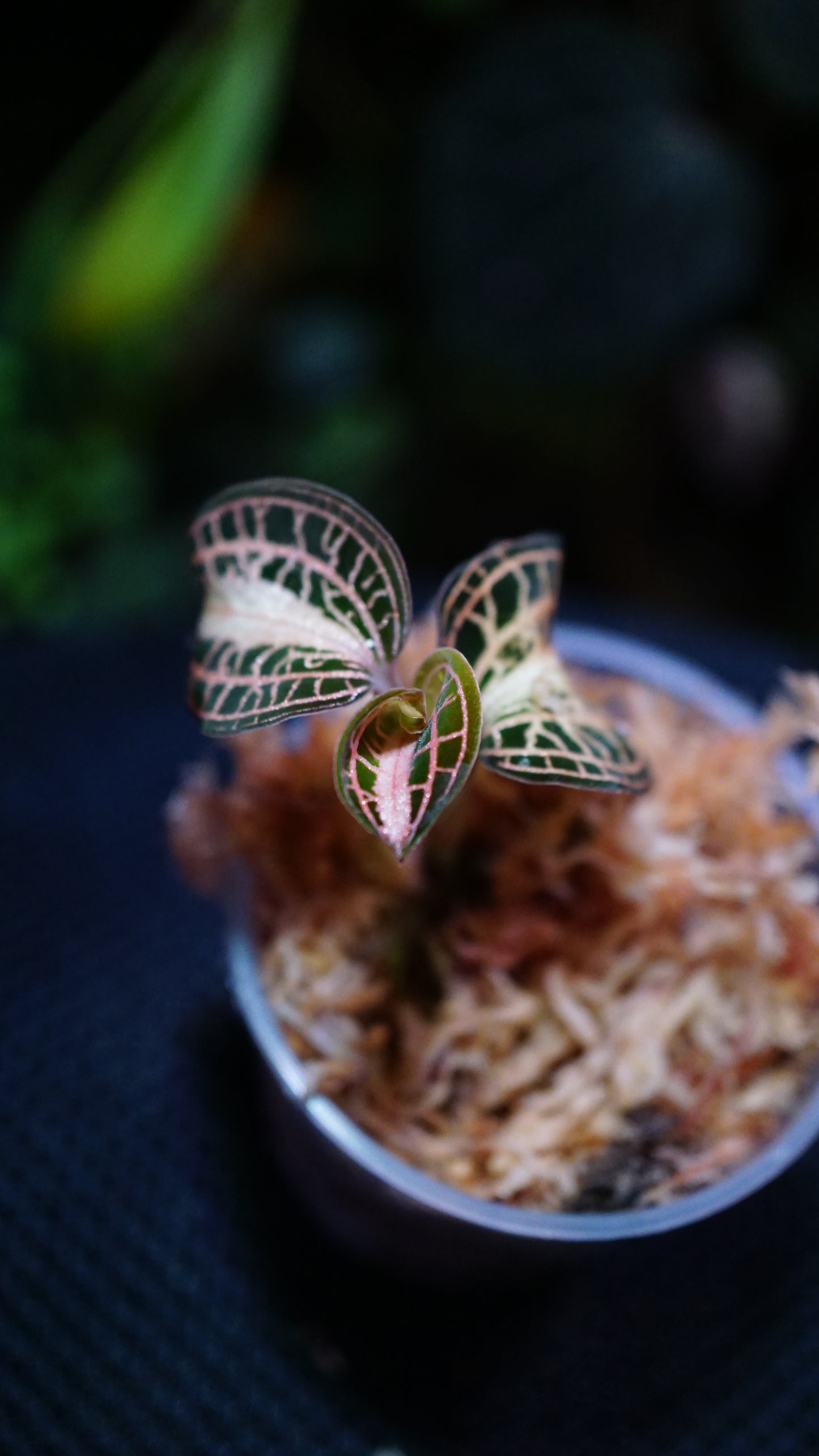 Anoectochilus albolineatus