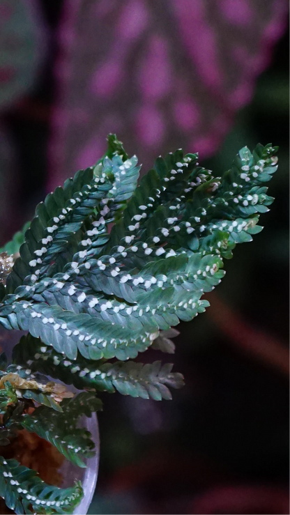 Selaginella picta