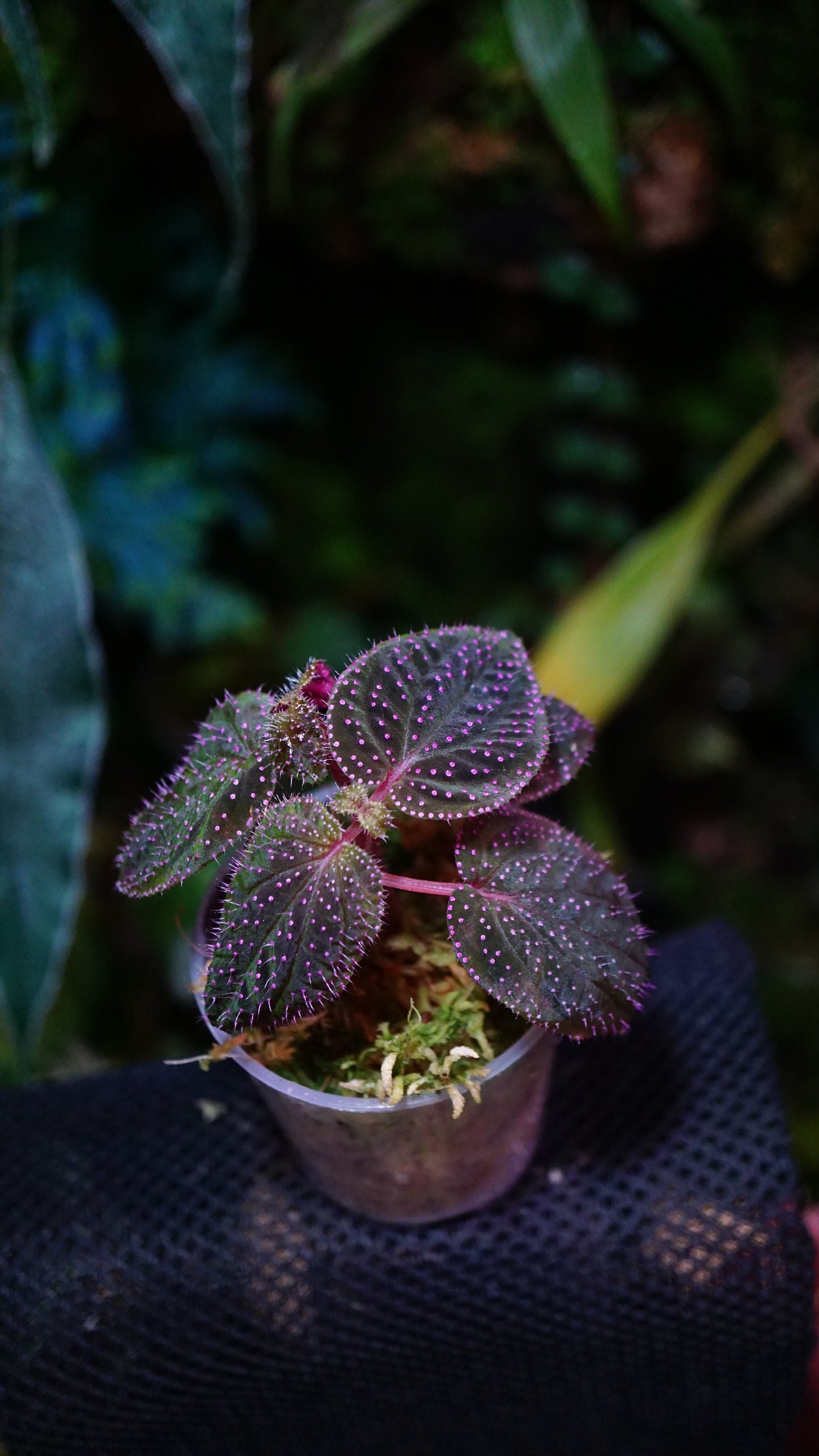 Sarcopyramis sp pink N2