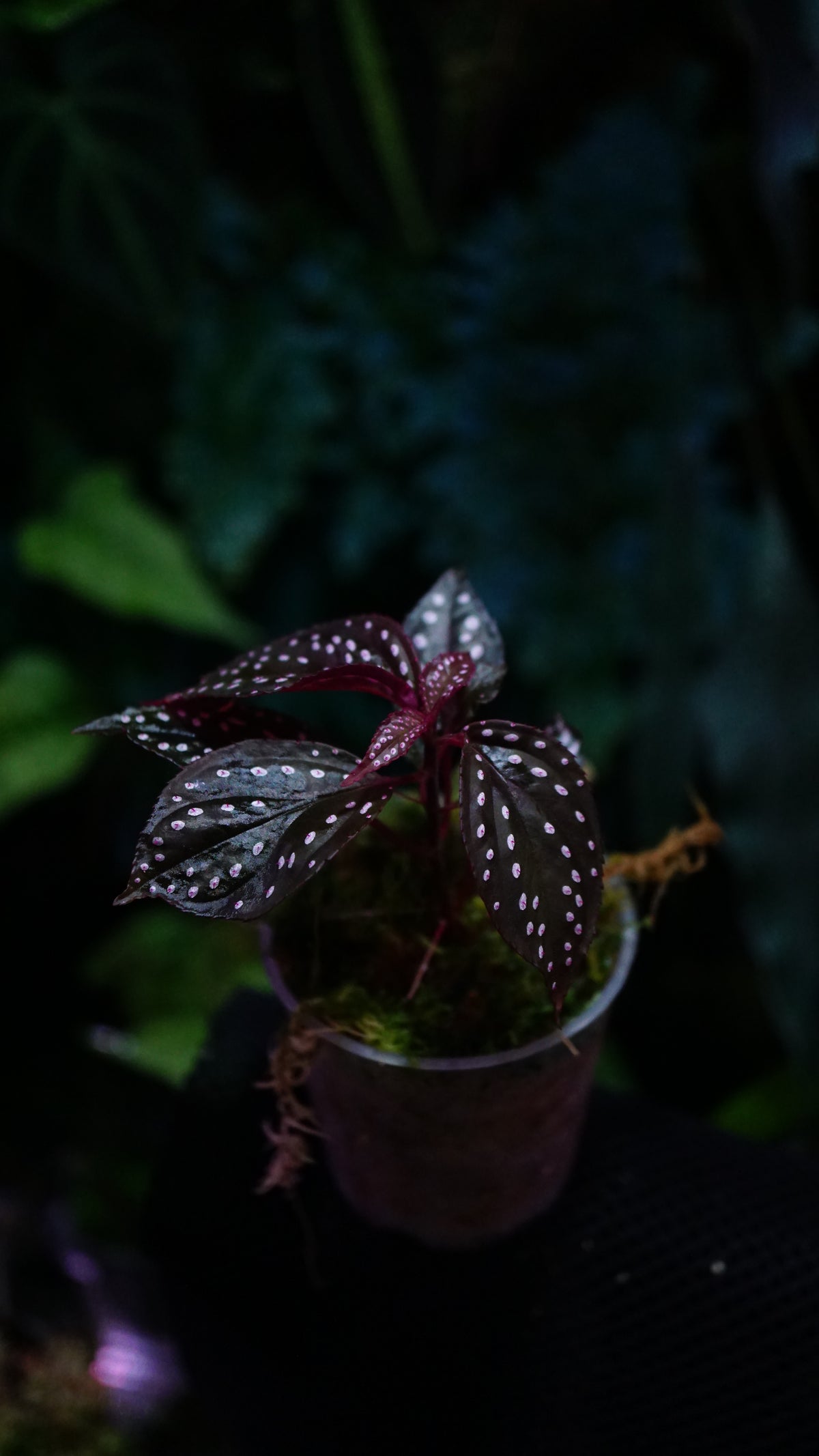 Sonerila sp purple
