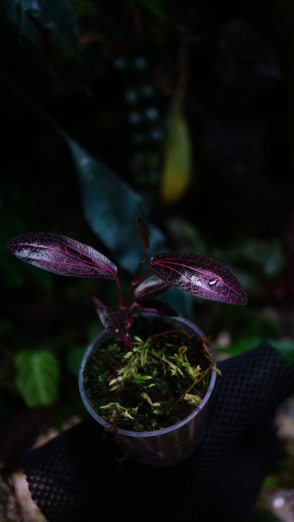 Piper sp  pink n3