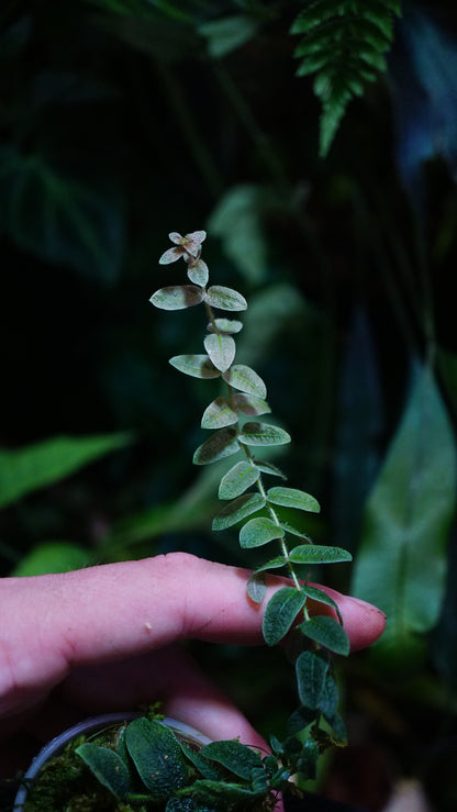 Micrechites Serpilifolia