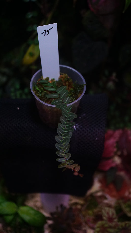 Marcgravia sp 15