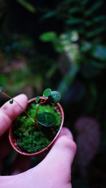 Ficus deltoïdes mini