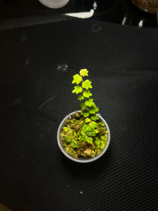 Ficus quercifolia