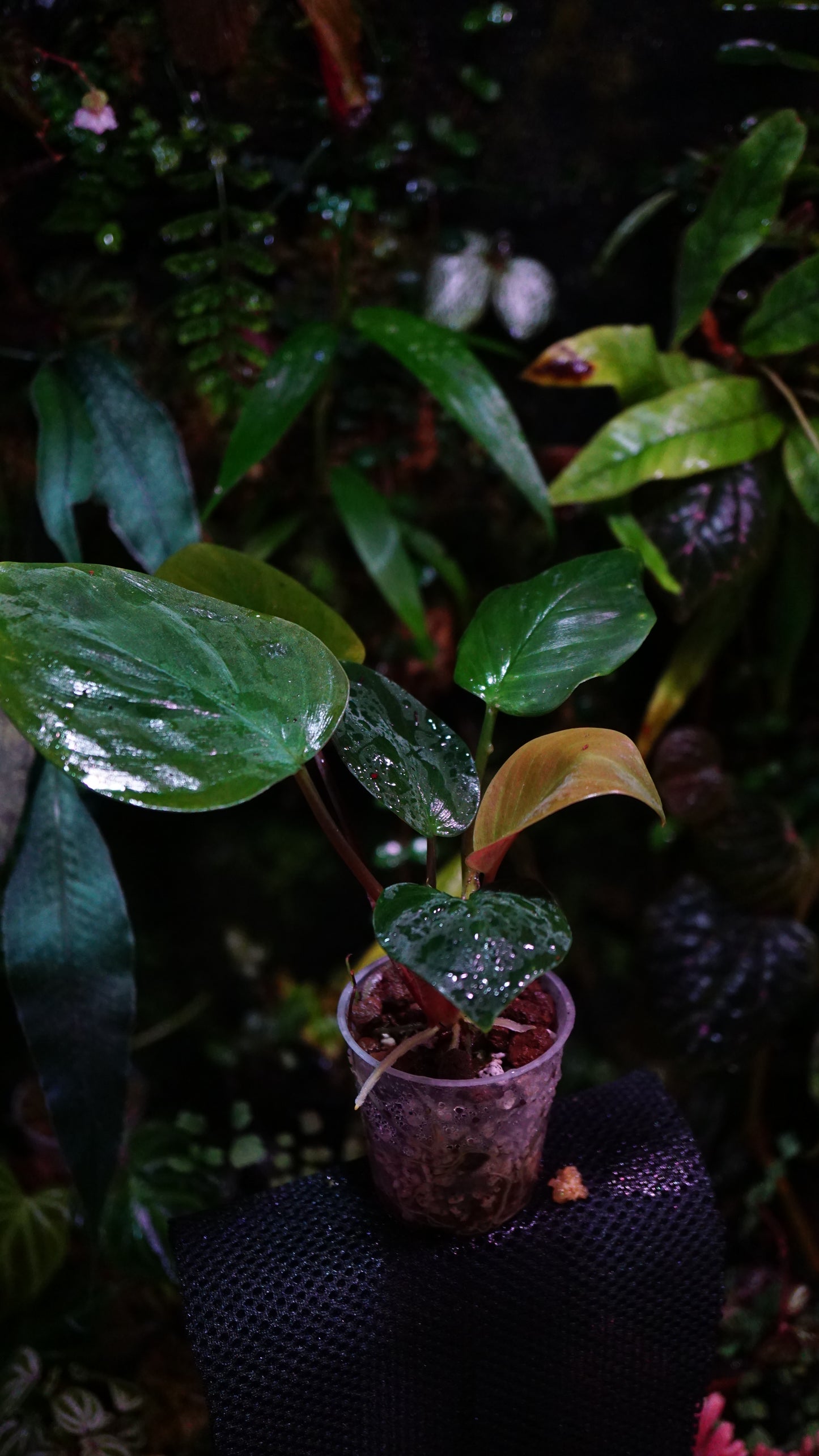 Homalomena sp