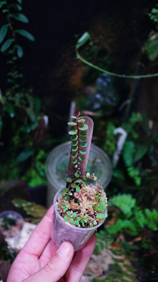 Marcgravia round Leaf