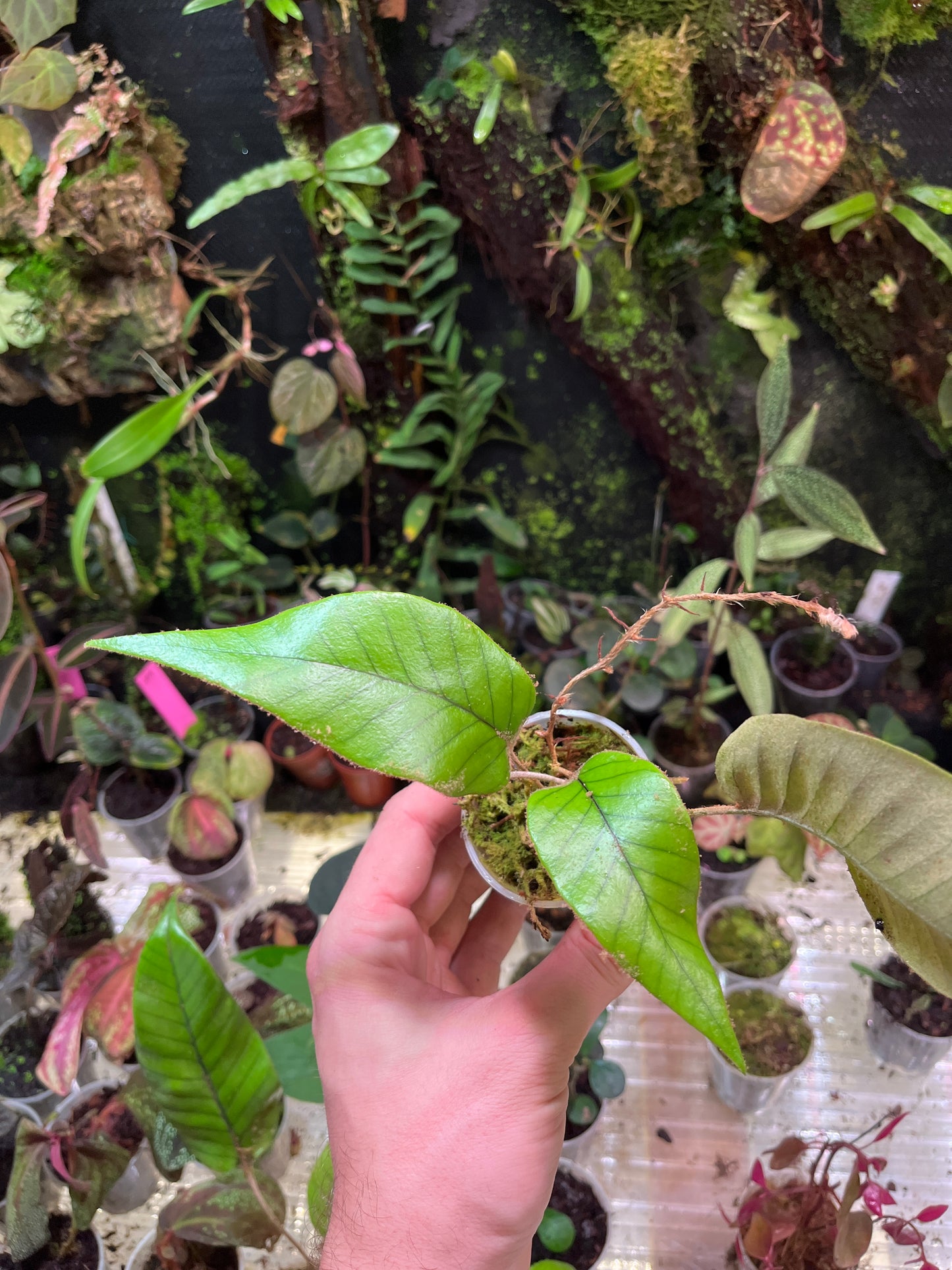 Pyrosia sp (selliguea?)