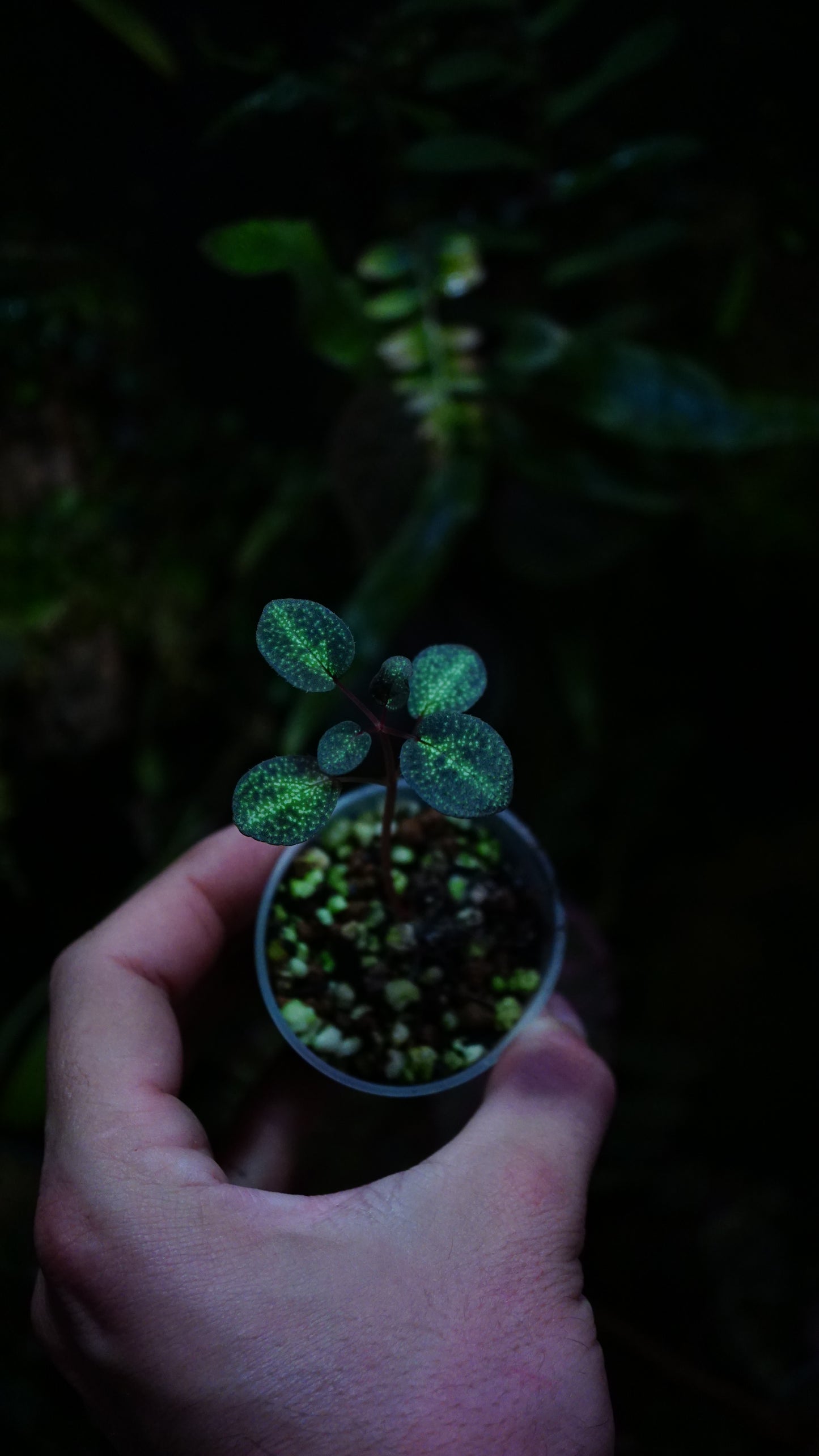 Sonerila sp ( tubéreuse )